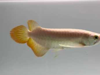 高品質小紅龍魚,如何挑選與養護高品質小紅龍魚,全面指南