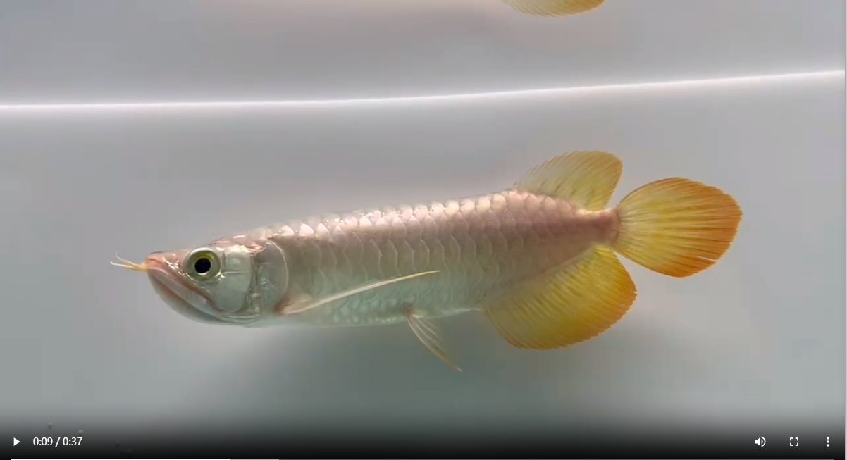 祥龍高端紅龍魚,包發色，祥龍高端紅龍魚，一缸發色，驚艷四座