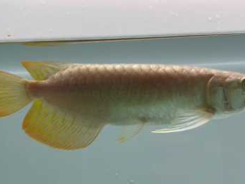 高品質(zhì)紅龍魚(yú)品種，頂級(jí)紅龍魚(yú)鑒賞，揭秘高品質(zhì)品種的選購(gòu)與養(yǎng)護(hù)
