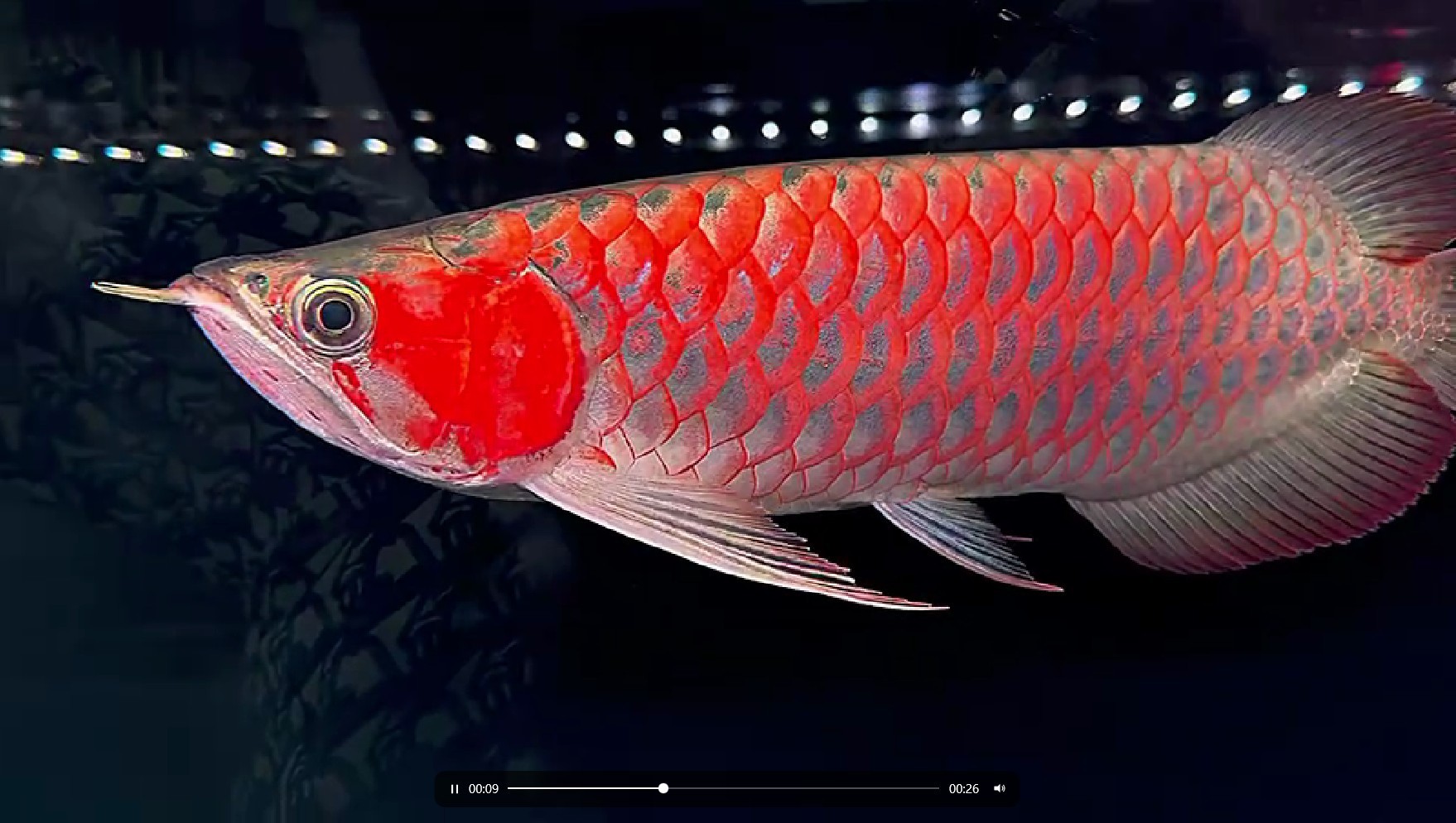60公分超血紅龍，珍稀龍魚品種的極致魅力展現 60公分超血紅龍，珍稀龍魚品種的極致魅力展現 賽級紅龍魚