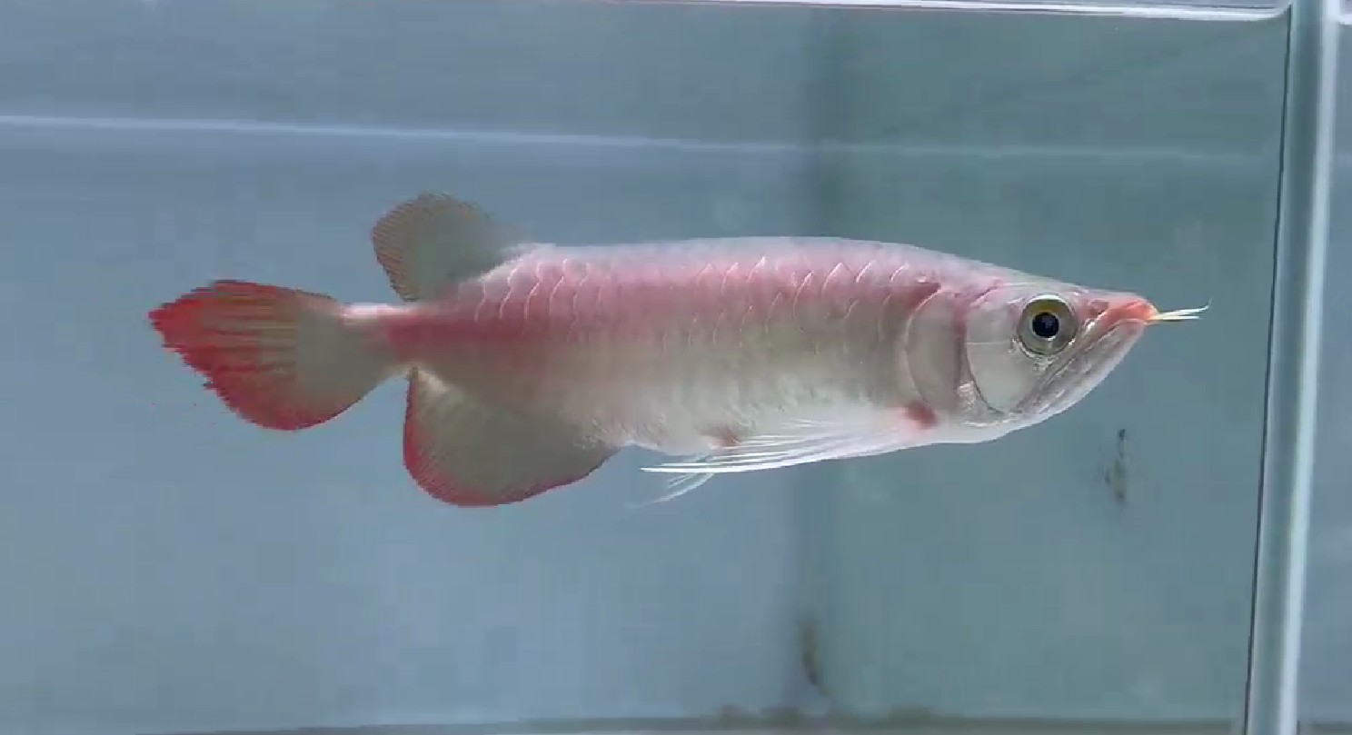 精品小紅龍，包發色體型好的高端紅龍魚，高端紅龍魚，精品小紅龍，發色與體型俱佳的選擇