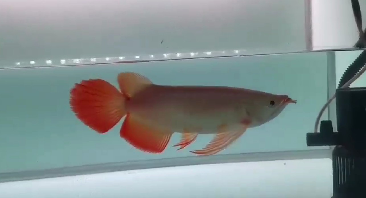 PddScreenShot_20250329224139.png 賽級大湖紅龍魚，大鵬展翅，七鰭巨大，賽級大湖紅龍魚，壯觀的七鰭展示 大湖紅龍魚