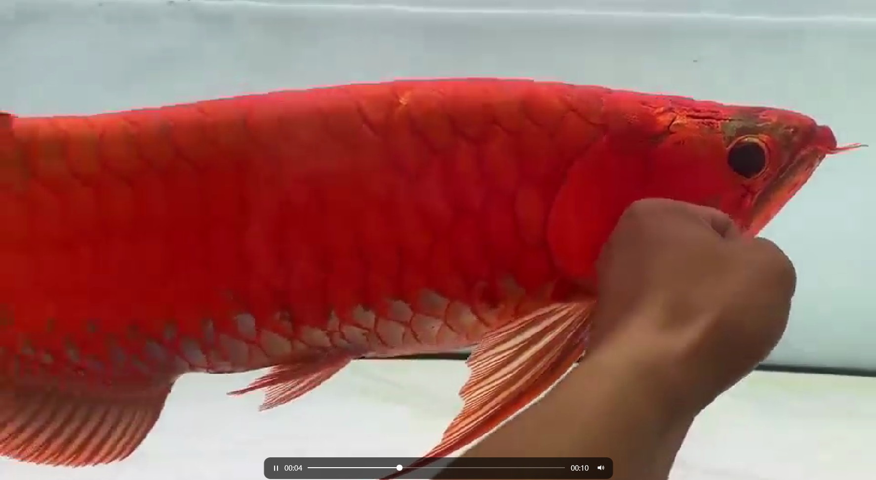 PddScreenShot_20250329224220.png 60公分超血賽級紅龍魚,難得一見的品質,珍稀紅龍魚,60公分超血級鑒賞 賽級紅龍魚 PddScreenShot_20250329224220.png 60公分超血賽級紅龍魚,難得一見的品質,珍稀紅龍魚,60公分超血級鑒賞 賽級紅龍魚