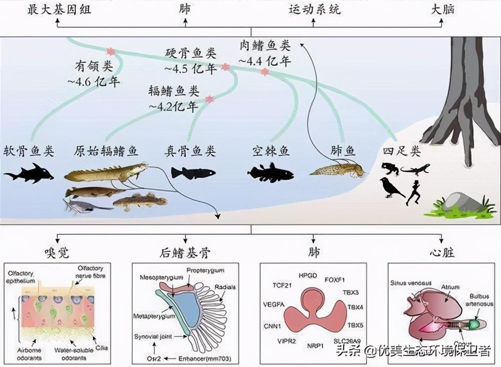 龍魚風水講究養一條還是二條：龍魚風水講究，水族箱中的祥瑞之象