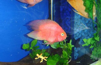 魚缸水位最高不能超過(guò)多少？科學(xué)設(shè)置水位的全面指南，魚缸水位最高不能超過(guò)多少？科學(xué)設(shè)置水位的全面指南