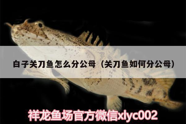 龍魚跳缸的七大預兆圖片：龍魚跳缸的七大預兆，洞察先機，守護愛魚