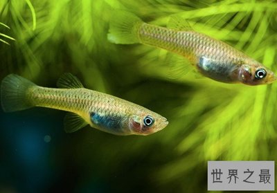 龍魚跳缸的七大預兆圖片：龍魚跳缸的七大預兆，洞察先機，守護愛魚