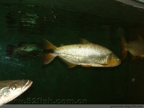 讓魚(yú)不死的方法對(duì)人體有害嗎?守護(hù)水世界，探尋讓魚(yú)不死的奇妙方法