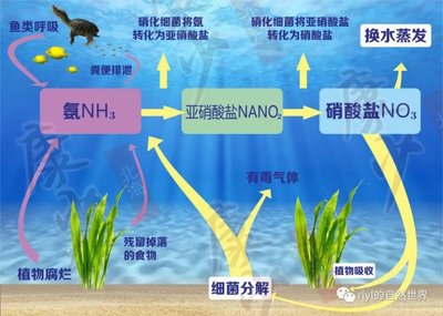 龍魚最佳水溫是多少？科學(xué)飼養(yǎng)指南，龍魚飼養(yǎng)，最佳水溫控制與科學(xué)管理指南