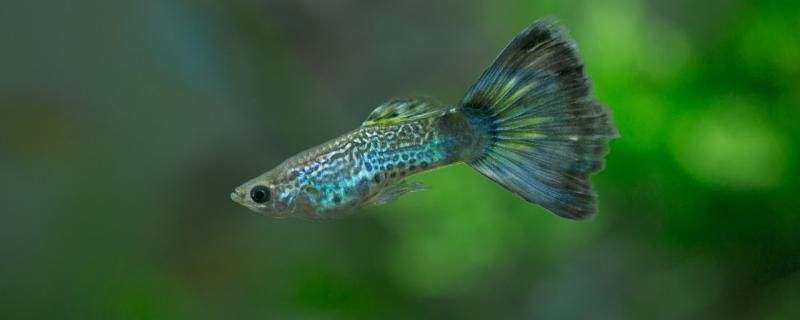 龍魚哪種最貴？揭秘世界頂級龍魚品種及其價格，揭秘全球最貴龍魚品種，天價龍魚排行榜與驚人價格解析