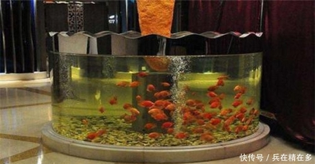 屬龍的人養(yǎng)幾條魚最招財？風(fēng)水解析與養(yǎng)魚指南，屬龍人養(yǎng)幾條魚最旺財？風(fēng)水魚數(shù)量與飼養(yǎng)全攻略
