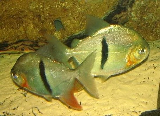 魚缸空著放什么最旺財：魚缸里放一物最吉利，探尋水中祥瑞之奧秘