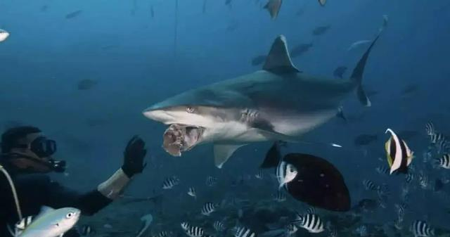 養的龍魚死了有什么講究嗎？解析龍魚死亡的風水寓意與應對方法，龍魚死亡的風水講究與化解方法全解析