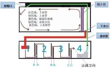 龍魚多久換一次水？科學換水頻率與注意事項，龍魚科學換水指南，頻率與注意事項全解析