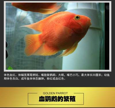 家里魚養幾條最吉利最旺財：魚養幾條最吉利最旺財，探尋養魚背后的文化密碼與財富寓意 家里魚養幾條最吉利最旺財：魚養幾條最吉利最旺財，探尋養魚背后的文化密碼與財富寓意 龍魚百科 第2張