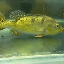 養龍魚的風水忌諱，提升財運與避免煞氣的全面指南，養龍魚必知的風水禁忌，招財避煞全攻略