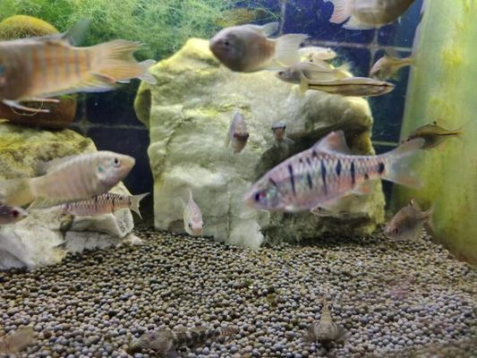 四種魚最吉利最旺宅，風水養魚指南與傳統文化解析，四種最吉利旺宅的風水魚，養魚指南與傳統文化解析