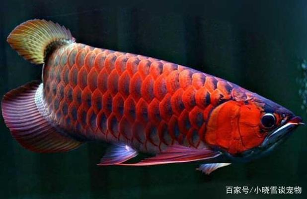 曼龍魚公母區(qū)分，詳細(xì)指南與實(shí)用技巧，曼龍魚公母區(qū)分指南，詳細(xì)方法與實(shí)用技巧 曼龍魚公母區(qū)分，詳細(xì)指南與實(shí)用技巧，曼龍魚公母區(qū)分指南，詳細(xì)方法與實(shí)用技巧 龍魚百科 第1張