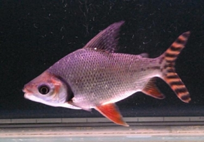 家里養(yǎng)魚幾條最吉利？風(fēng)水學(xué)中的數(shù)字奧秘與養(yǎng)魚指南，風(fēng)水養(yǎng)魚指南，家中養(yǎng)幾條魚最吉利？