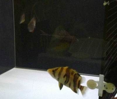 詳細閱讀:家中養幾條魚最好旺財:家中養魚,探尋最佳數量的奧秘 家中養幾條魚最好旺財:家中養魚,探尋最佳數量的奧秘