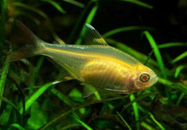 養魚對家宅的好處，風水、健康與心理的全面益處，養魚為家宅帶來的三大益處，風水旺運、健康加分與心靈療愈 養魚對家宅的好處，風水、健康與心理的全面益處，養魚為家宅帶來的三大益處，風水旺運、健康加分與心靈療愈 龍魚百科 第2張