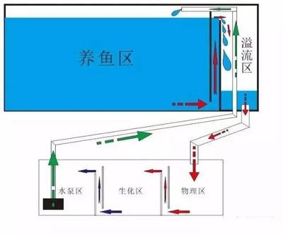 龍魚鎮宅最忌三種魚，風水大師揭秘養魚避諱與正確方法，龍魚鎮宅三大禁忌魚！風水師教你養魚避諱與正確方法