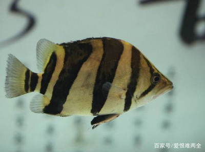 現在養什么魚最賺錢利潤大呢：揭秘高利潤水產養殖，現在養什么魚最賺錢？ 現在養什么魚最賺錢利潤大呢：揭秘高利潤水產養殖，現在養什么魚最賺錢？ 龍魚百科 第2張