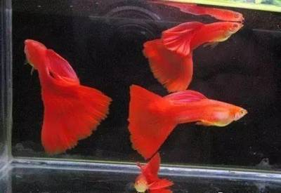 魚養十幾條最好最旺財：魚養十幾條最好，探尋家庭養魚的黃金數量法則 魚養十幾條最好最旺財：魚養十幾條最好，探尋家庭養魚的黃金數量法則 龍魚百科 第2張