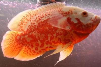 龍魚鎮(zhèn)宅嗎：龍魚鎮(zhèn)宅，守護(hù)家宅的祥瑞之選