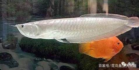 家中放魚擺件的害處，風水禁忌與潛在風險，家中魚擺件的風水禁忌，潛在危害與擺放避坑指南 家中放魚擺件的害處，風水禁忌與潛在風險，家中魚擺件的風水禁忌，潛在危害與擺放避坑指南 龍魚百科 第2張