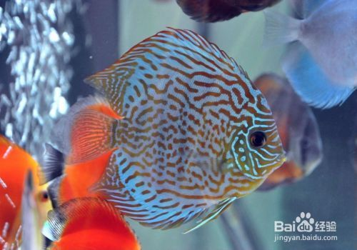 屬龍人養(yǎng)魚大忌三個東西：屬龍人養(yǎng)魚大忌，風水奧秘與生活智慧的交融