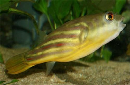 龍魚突然暴斃，吉兆還是兇兆？，龍魚暴斃，吉兇征兆解析