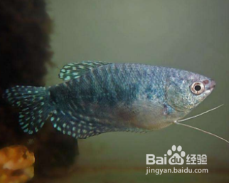 曡尾龍魚最忌諱的三個原因,曡尾龍魚最忌諱的三個原因 龍魚百科 第2張 曡尾龍魚最忌諱的三個原因,曡尾龍魚最忌諱的三個原因 曡尾龍魚最忌諱的三個原因,曡尾龍魚最忌諱的三個原因 龍魚百科 第2張