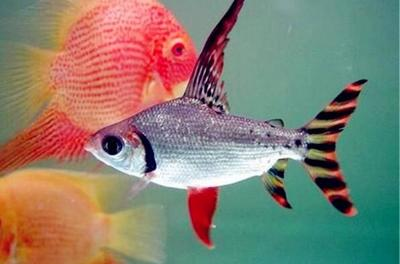 魚缸底部的糞便怎么清理視頻：揭秘魚缸底部糞便清理的藝術，讓愛魚暢游潔凈家園
