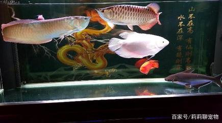 養魚一般養幾條才招財顏色搭配：養魚之數，探尋招財背后的奧秘