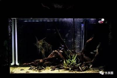 龍擺件龍頭朝向最好的位置，風(fēng)水布局與擺放指南，龍擺件風(fēng)水指南，龍頭最佳朝向與布局?jǐn)[放全解析