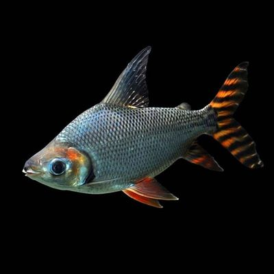 養(yǎng)幾只龜最吉利?養(yǎng)龜之吉運，探尋吉利龜數(shù)的奧秘
