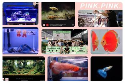 魚缸在客廳的最佳位置示意圖，風水與美觀的完美結合，魚缸在客廳的最佳位置圖解，風水與美觀的巧妙平衡 魚缸在客廳的最佳位置示意圖，風水與美觀的完美結合，魚缸在客廳的最佳位置圖解，風水與美觀的巧妙平衡 龍魚百科 第2張