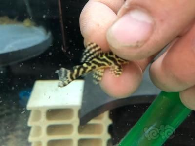 龍魚不吃食？一招教你輕松解決！，一招解決龍魚拒食難題！ 龍魚不吃食？一招教你輕松解決！，一招解決龍魚拒食難題！ 龍魚百科 第1張