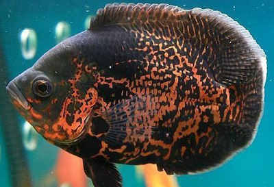 收了別人送的魚缸好嗎？從風(fēng)水、心理與現(xiàn)實(shí)角度全面解析，收下他人贈送的魚缸究竟好不好？風(fēng)水禁忌、心理影響與實(shí)用考量全解讀 收了別人送的魚缸好嗎？從風(fēng)水、心理與現(xiàn)實(shí)角度全面解析，收下他人贈送的魚缸究竟好不好？風(fēng)水禁忌、心理影響與實(shí)用考量全解讀 龍魚百科 第2張