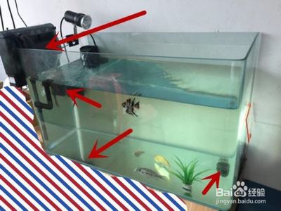 養(yǎng)什么魚最有靈性鎮(zhèn)宅？風(fēng)水魚的選擇與養(yǎng)護指南，風(fēng)水魚鎮(zhèn)宅指南，最具靈性的魚種選擇與養(yǎng)護技巧