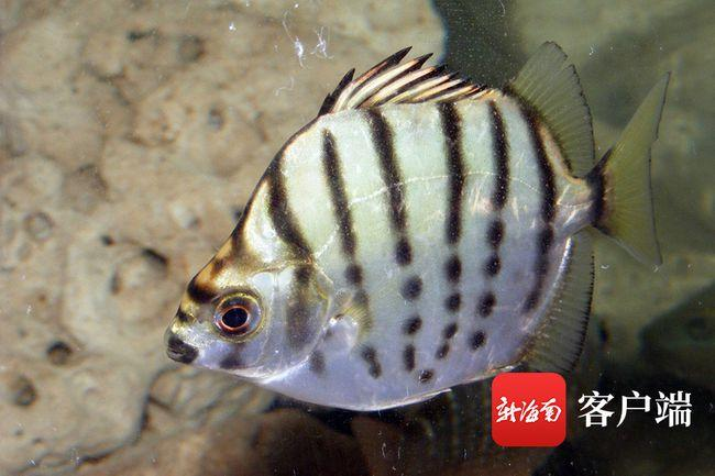 1米2魚缸一般人養不了：1 米 2 長寬 50 魚缸，金龍魚的新家是否可行？