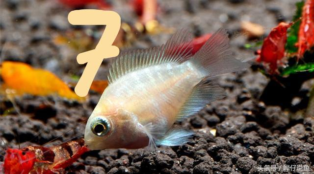 金龍魚死了是什么征兆圖片：揭秘金龍魚死亡前的神秘征兆，預示與防范