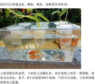 魚龍代表什么數字：魚龍，多元文化中的神秘符號