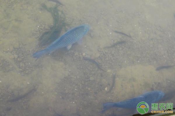 鱔魚養殖，技術與市場前景分析，鱔魚養殖技術與市場前景全面解析 鱔魚養殖，技術與市場前景分析，鱔魚養殖技術與市場前景全面解析 龍魚百科 第2張