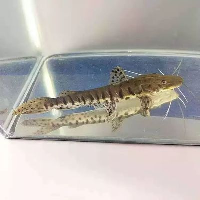 魚缸放在三處最旺財，風水布局助你財運亨通，魚缸放這3處最旺財！風水布局助你財運滾滾來