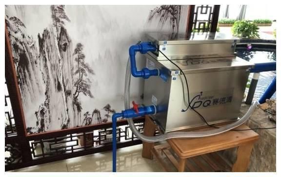 屬蛇的人養魚幾條最順進財正確答案：屬蛇的人養魚條數與財運的奇妙關聯，探尋最順進財之秘