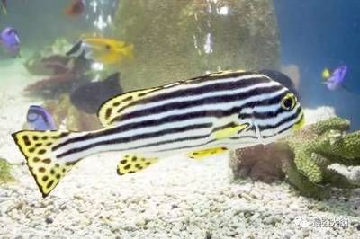 龍魚鎮宅嗎：龍魚鎮宅，三大靈奇藥材的神秘守護