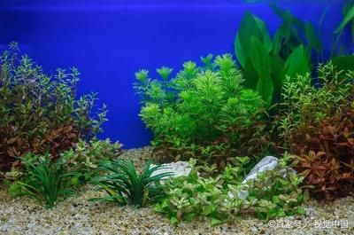 養一條招財魚好嗎視頻：養一條招財魚，真的好嗎？