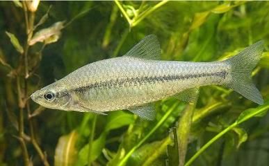 藍(lán)曼龍魚繁殖全過程視頻：揭秘藍(lán)曼龍魚繁殖全過程，奇妙的生命之舞